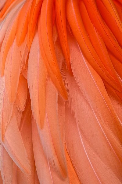 Jones, Adam 아티스트의 Pattern in pink American flamingo feathers작품입니다.